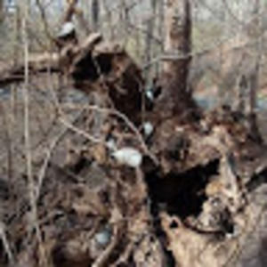 Meet your Posher, Camellia